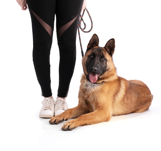 Jeune chien de berger belge couché sur fond blanc