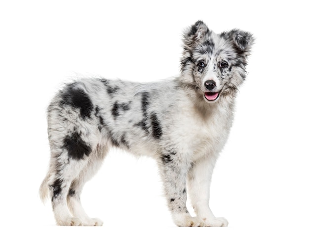 Jeune chien Border Collie regardant la caméra sur fond blanc