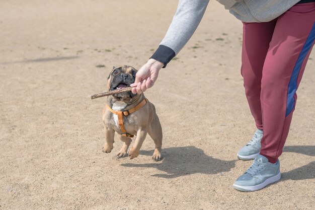 Jeune chien bouledogue français espiègle jouer avec un bâton en bois dans le parc d'été