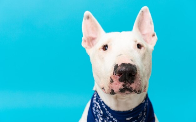 Jeune chien bull terrier sur fond isolé