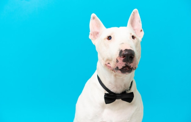 Jeune chien bull terrier sur fond isolé