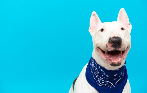 Jeune chien bull terrier sur fond isolé