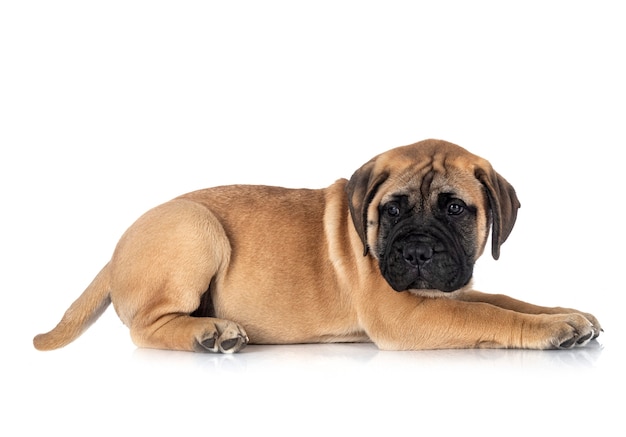 Jeune chien bullmastiff