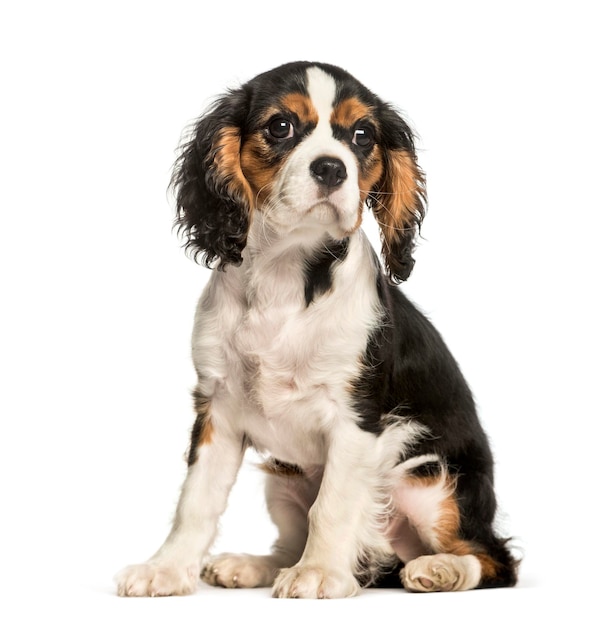 Jeune chien Cavalier King Charles assis sur fond blanc