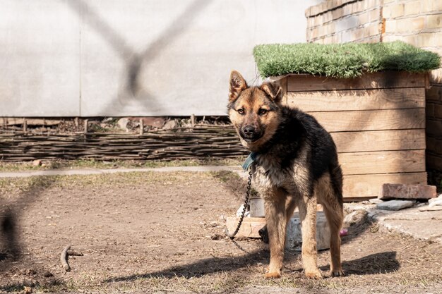 Un jeune chien sur une chaîne à côté du stand