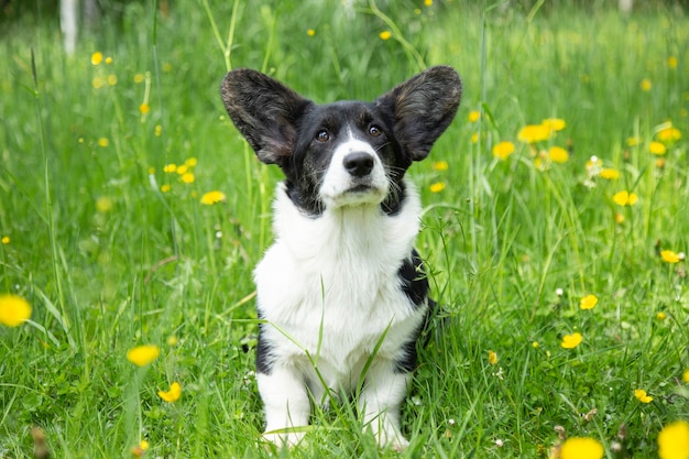 Photo jeune chien de chiot gallois corgi cardigan noir et blanc sur l'herbe dans le parc chien marchant en plein air