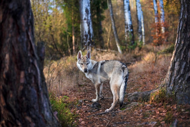 Jeune chien dans la forêt d'automne