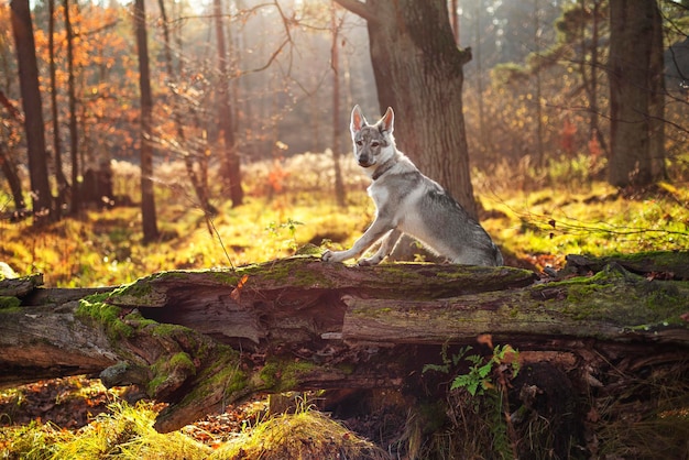 Jeune chien dans la forêt d'automne