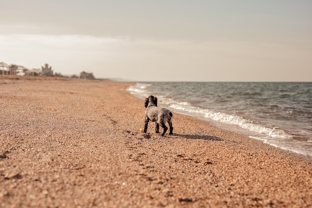 Jeune chien épagneul springer jouant avec un jouet sur un sol au bord de la mer.