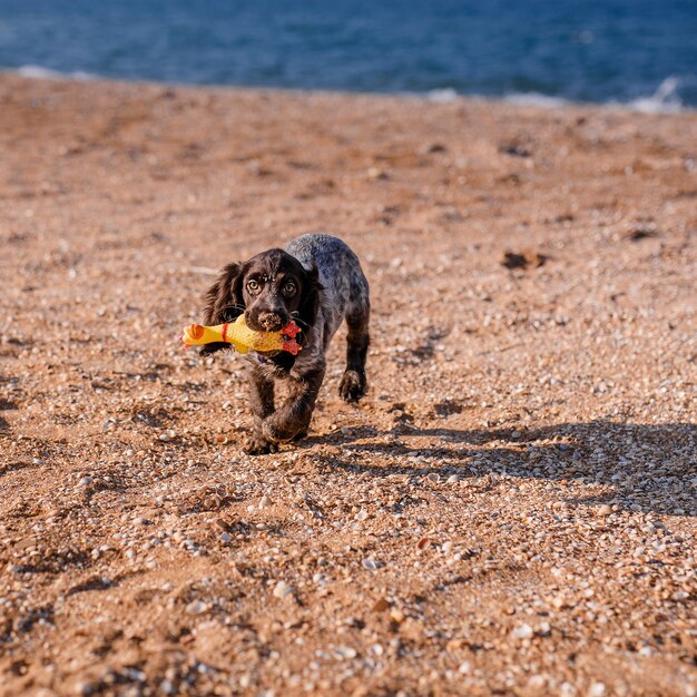 Jeune Chien épagneul Springer Jouant Avec Un Jouet Sur Un Sol Au Bord De La Mer.