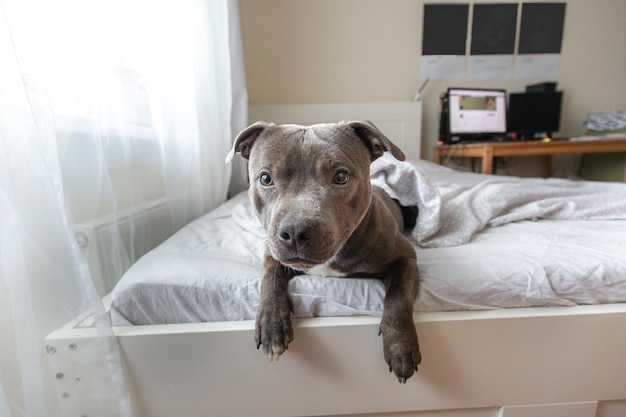 Jeune chien focalisé se trouvant sous la couverture sur le lit