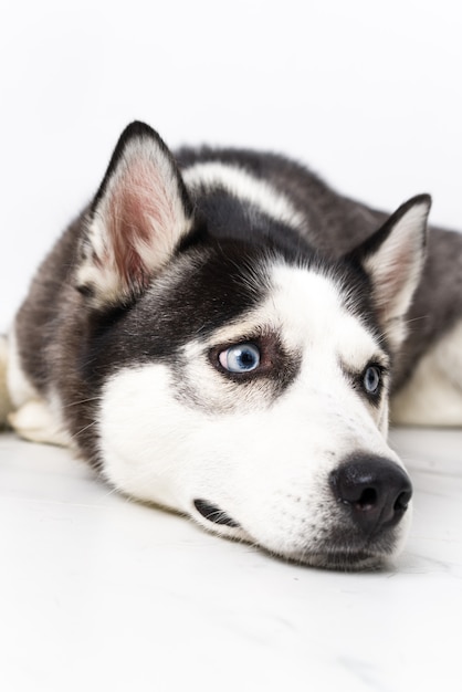 Jeune chien husky sur mur blanc