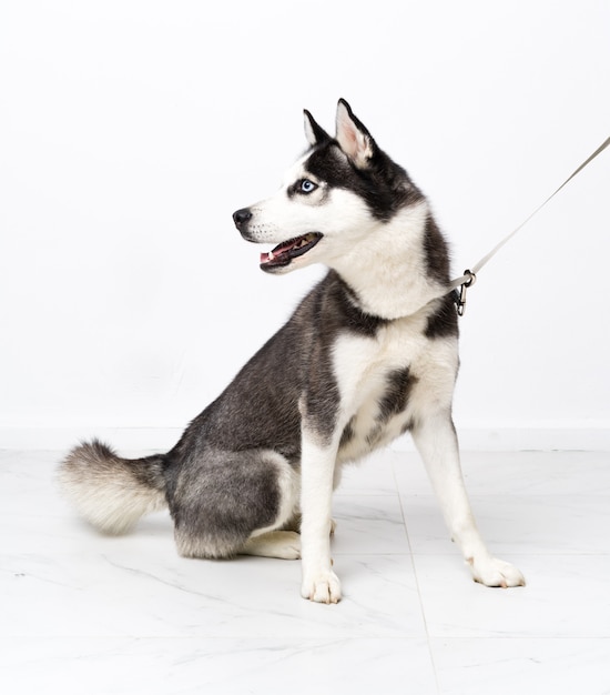 Jeune chien husky sur mur blanc