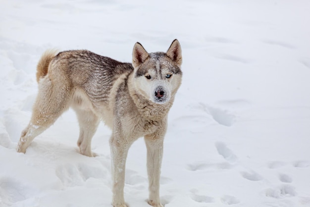 Jeune chien husky sibérien court et s'amuse dans la neige profonde après ah