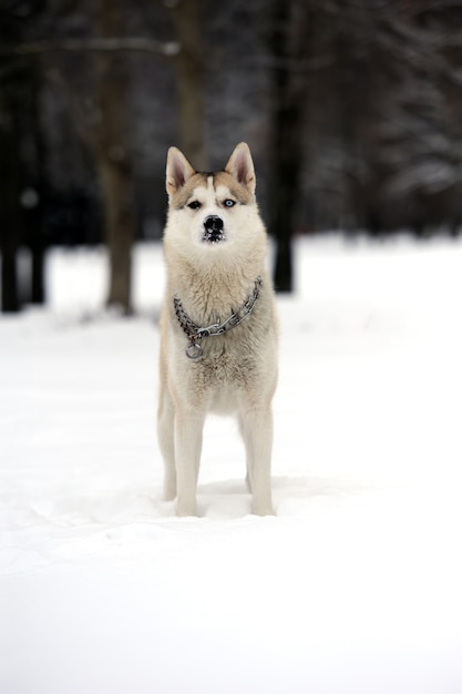 Jeune chien husky sibérien dans la neige