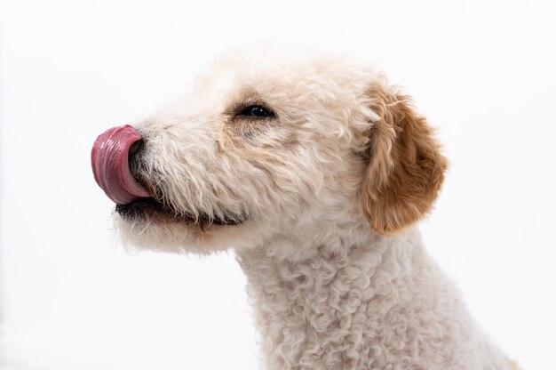 Jeune chien isolé sur blanc