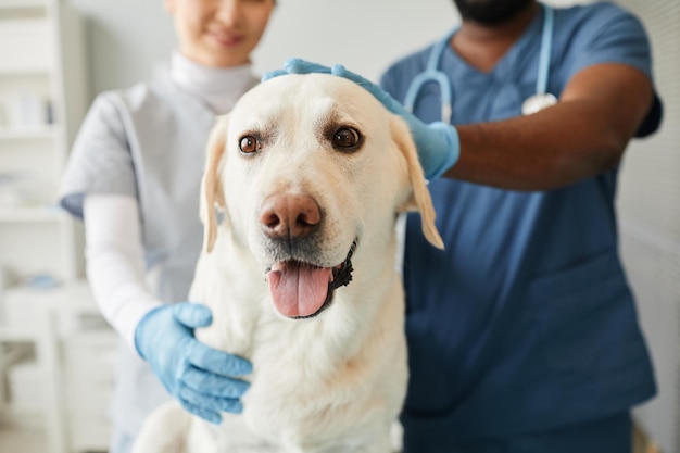 Jeune chien labrador assis devant la caméra tandis que deux vétérinaires interculturels chouchoutent sa tête à l'hôpital pour animaux