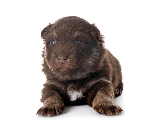 Jeune chien de Laponie finlandaise devant fond blanc