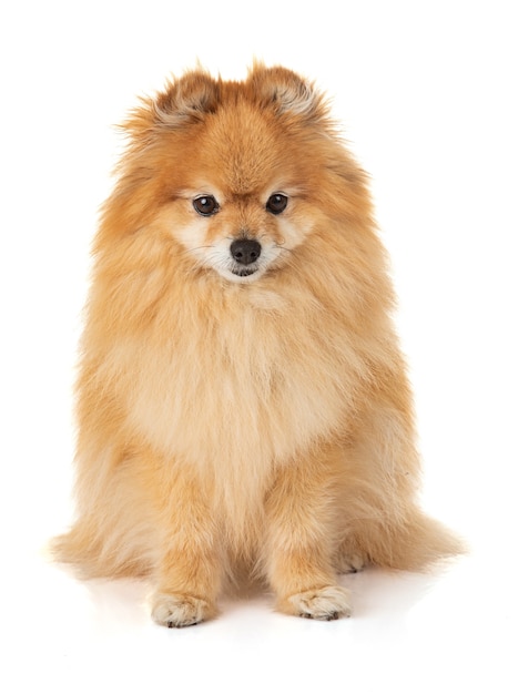 Jeune chien loulou de Poméranie spitz sur fond blanc