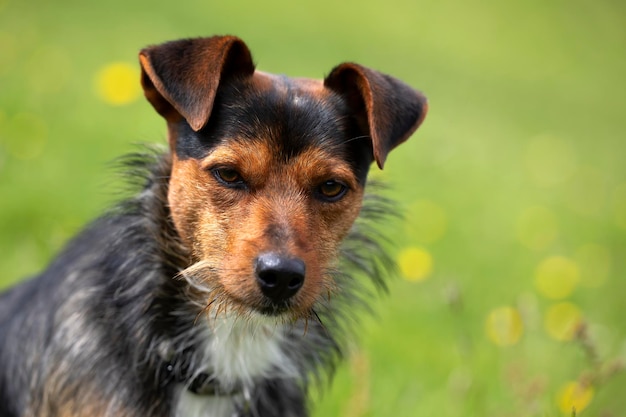 JEUNE CHIEN MÉLANGE DE BODEGUERO ET YORKSHIRE REGARDANT LA CAMÉRA NOIR ET MARRON PORTRAIT DE VISAGE SUR FOND VERT DE PRAIRIE