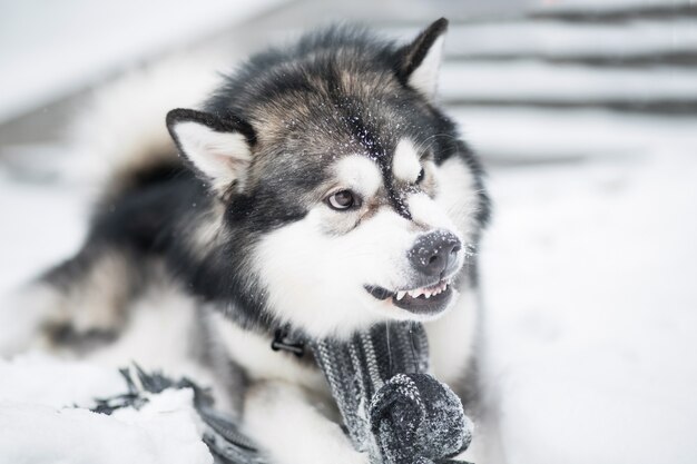 Jeune chien malamute d'Alaska en colère dans un foulard gris couché dans la neige. hiver. Sourire.