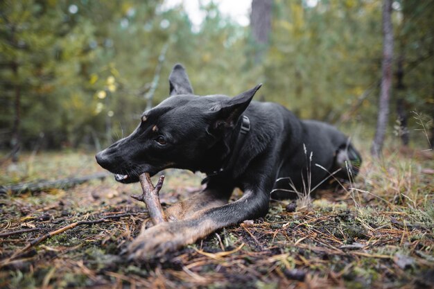 Le jeune chien noir de race pure ronge un bâton dans la forêt