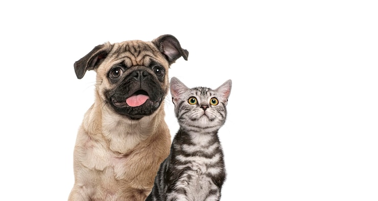 Photo un jeune chien pug heureux pantant la bouche grande ouverte isolé sur blanc remastered