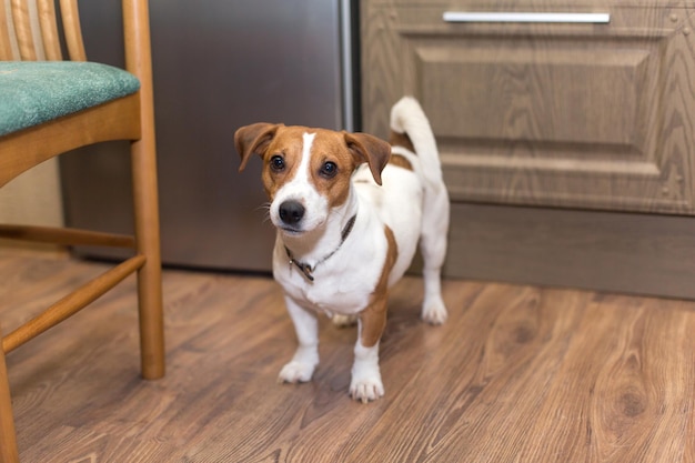 Jeune chien de race Jack Russell à la maison