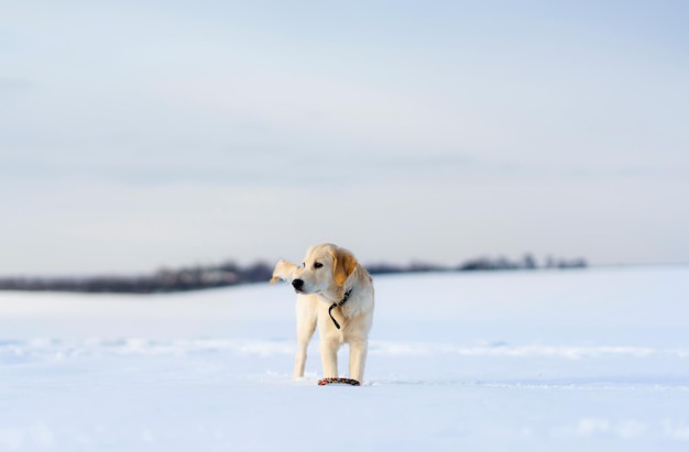 Jeune chien retriever pendant l'hiver à pied à l'extérieur