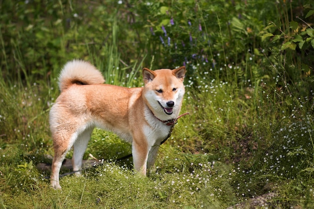 Un jeune chien rouge Shiba inu marche sur l'herbe verte dans la forêt