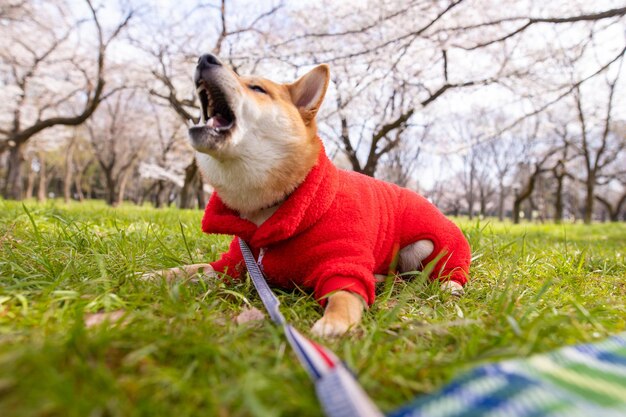 Jeune chien shiba inu dans un chandail rouge sur un fond d'arbre debout d'herbe verte