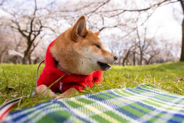 Jeune chien shiba inu dans un chandail rouge sur un fond d'arbre debout d'herbe verte