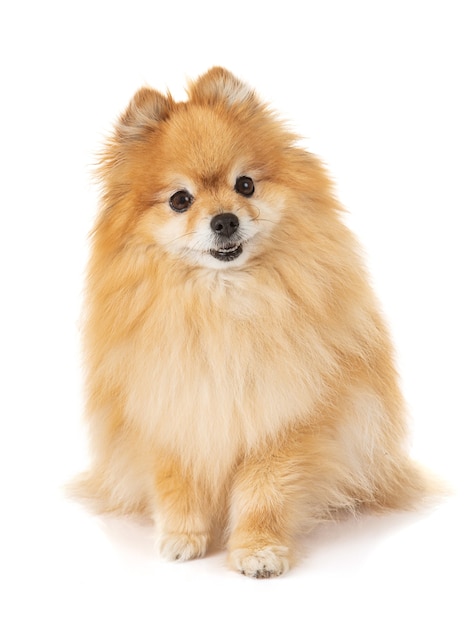 Jeune chien spitz Pomerania sur la surface blanche