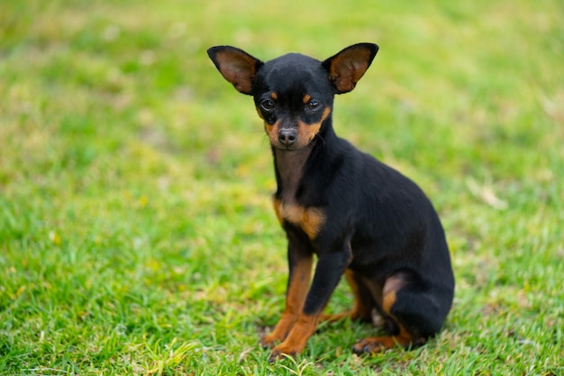 Un jeune chihuahua sur l'herbe