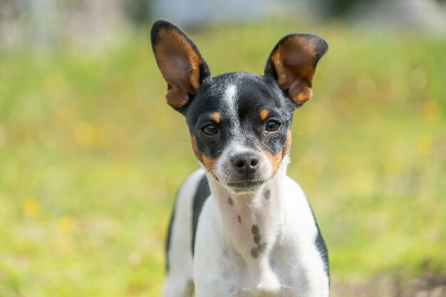 un jeune chihuahua noir et blanc