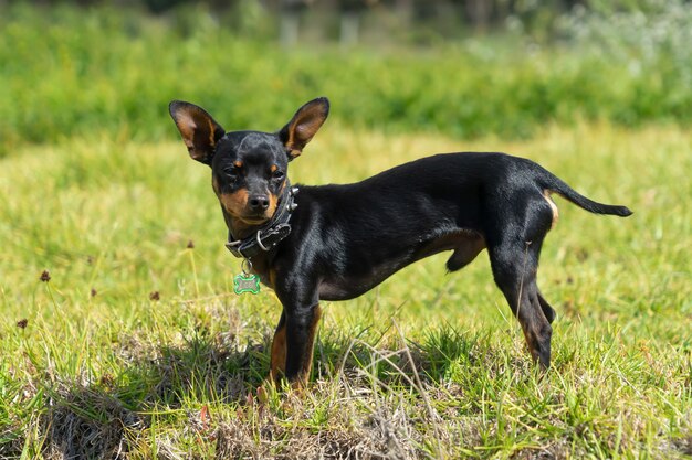 Un jeune chihuahua noir debout dans l'herbe.