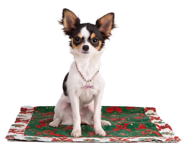 Jeune Chihuahua sur un tapis à Noël