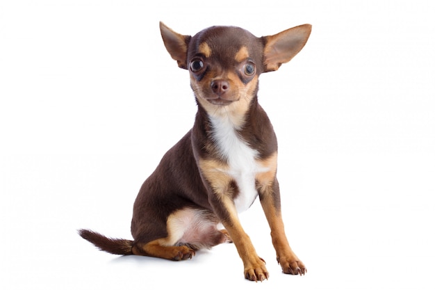 Jeune chihuahua