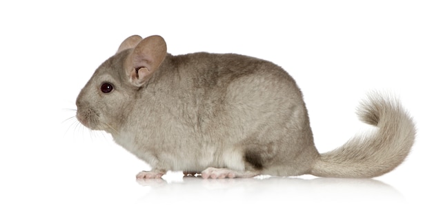 Jeune Chinchilla devant blanc isolé