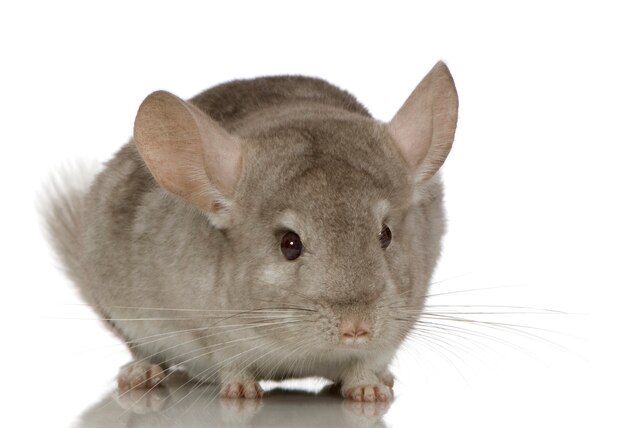 Jeune Chinchilla devant blanc isolé