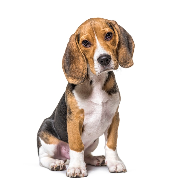 Jeune chiot âgé de trois mois chien Beagles assis, isolé