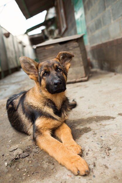 Jeune chiot berger dans la cour