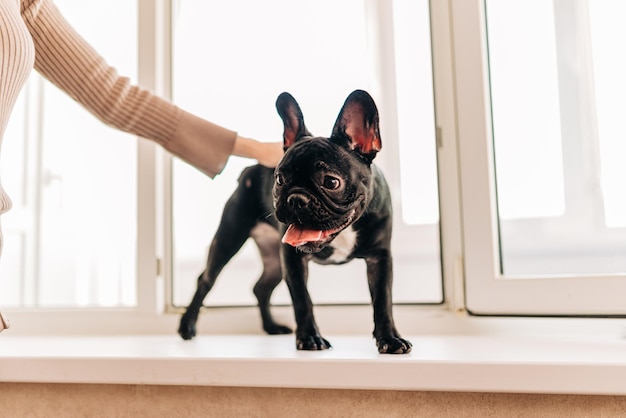 Photo jeune chiot bouledogue français noir avec une tache blanche assis à l'intérieur de la maison femme caresse un chiot