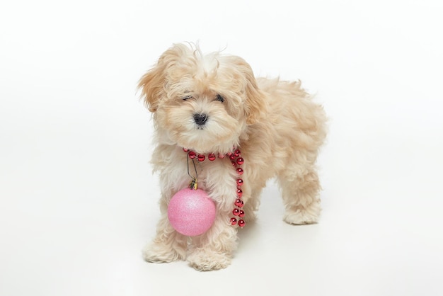 Jeune chiot brun avec une boule de Noël autour du cou