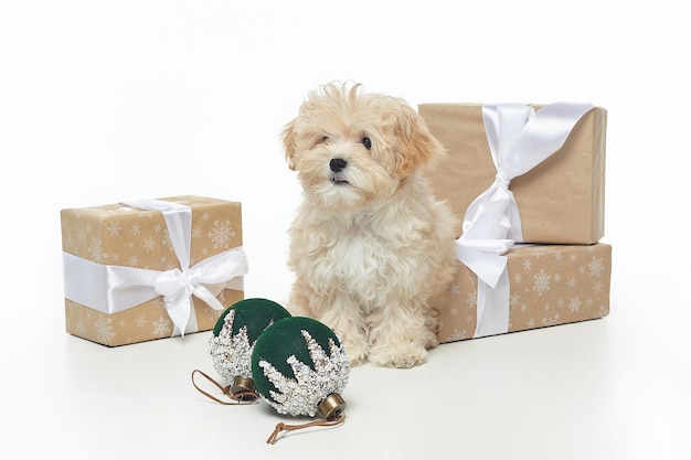 Jeune chiot brun pose parmi les décorations de Noël et les coffrets cadeaux