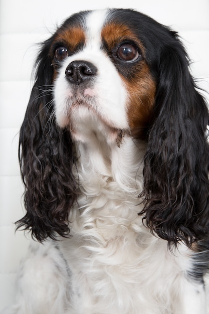 Jeune chiot cavalier king charles tricolor assis