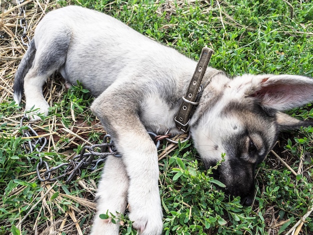 Un jeune chiot sur une chaîne Le chien se repose sur l'herbe