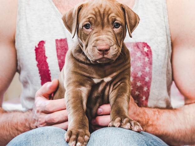 Jeune chiot charmant entre les mains d'un propriétaire attentionné. Gros plan, fond isolé blanc. Photo de studio. Concept de soins, d'éducation, de formation et d'élevage d'animaux