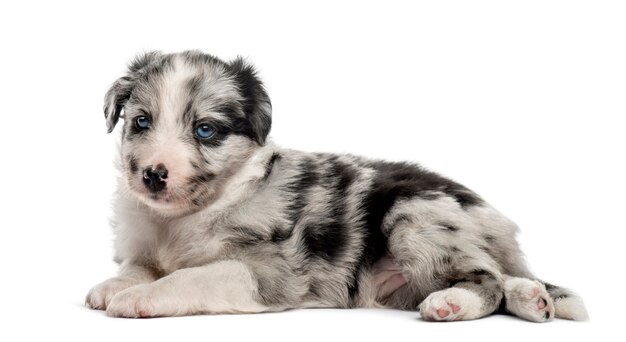 Jeune chiot croisé couché isolé sur blanc