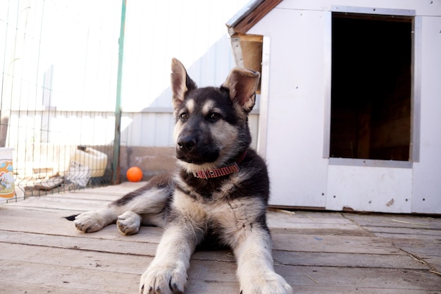 Jeune chiot du berger d'Europe de l'Estv